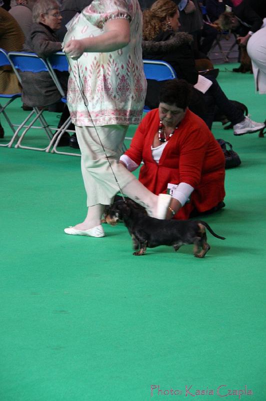 Crufts2011_2 639.jpg